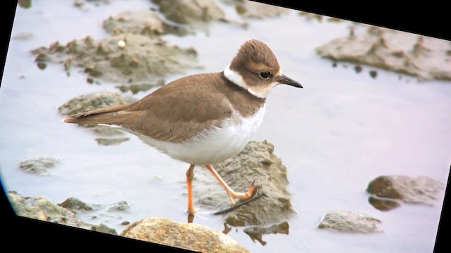 Пісочник усурійський - ML646521105