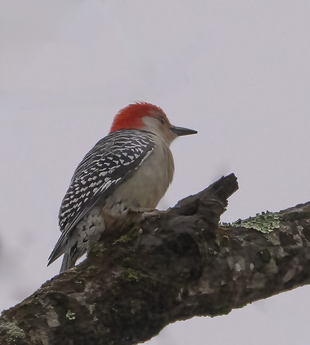 Red-bellied Woodpecker - ML646521106