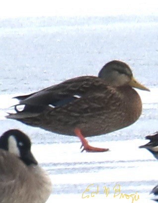 Mexican Duck - ML646521109