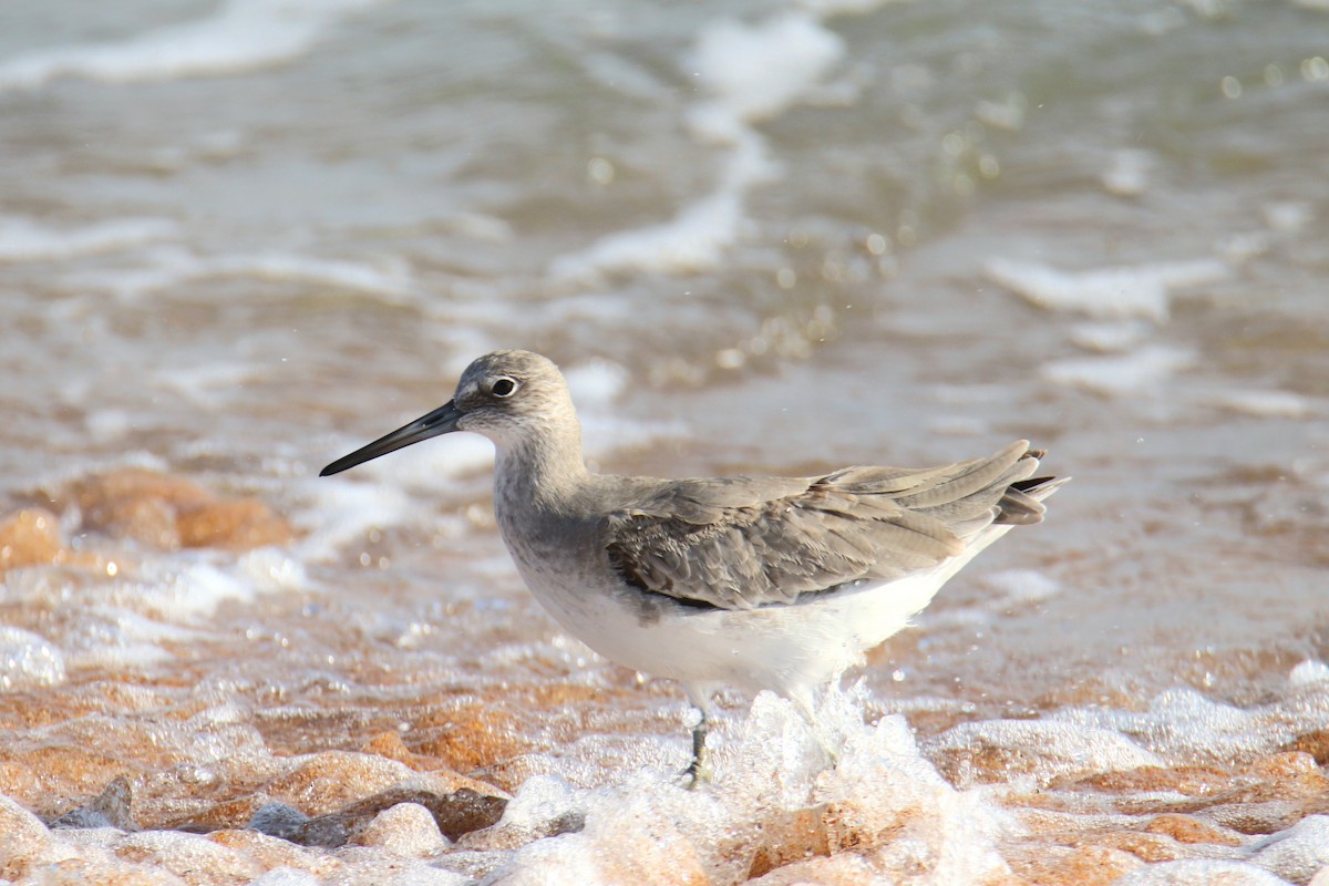 Коловодник американський - ML646521110