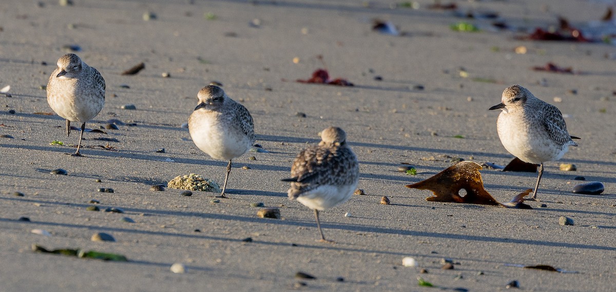 Txirri grisa - ML646521111