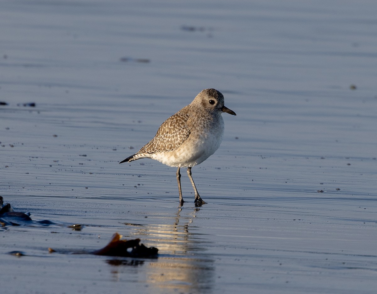 Txirri grisa - ML646521112