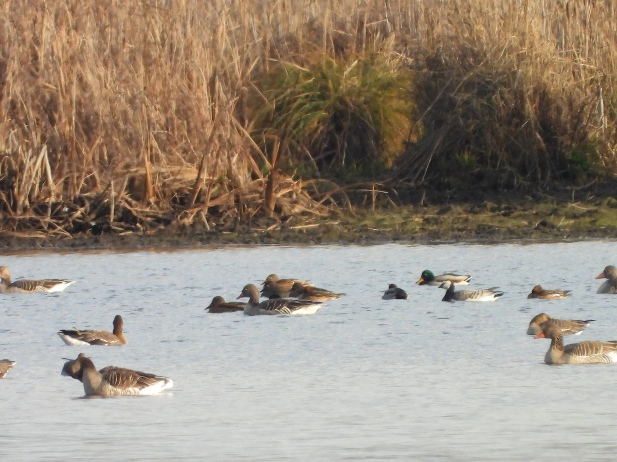 Branta musuzuria - ML646521113