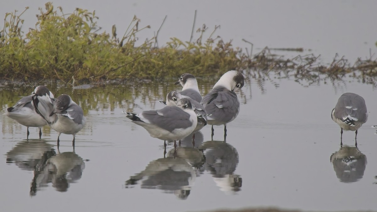 Franklin antxeta - ML646521114