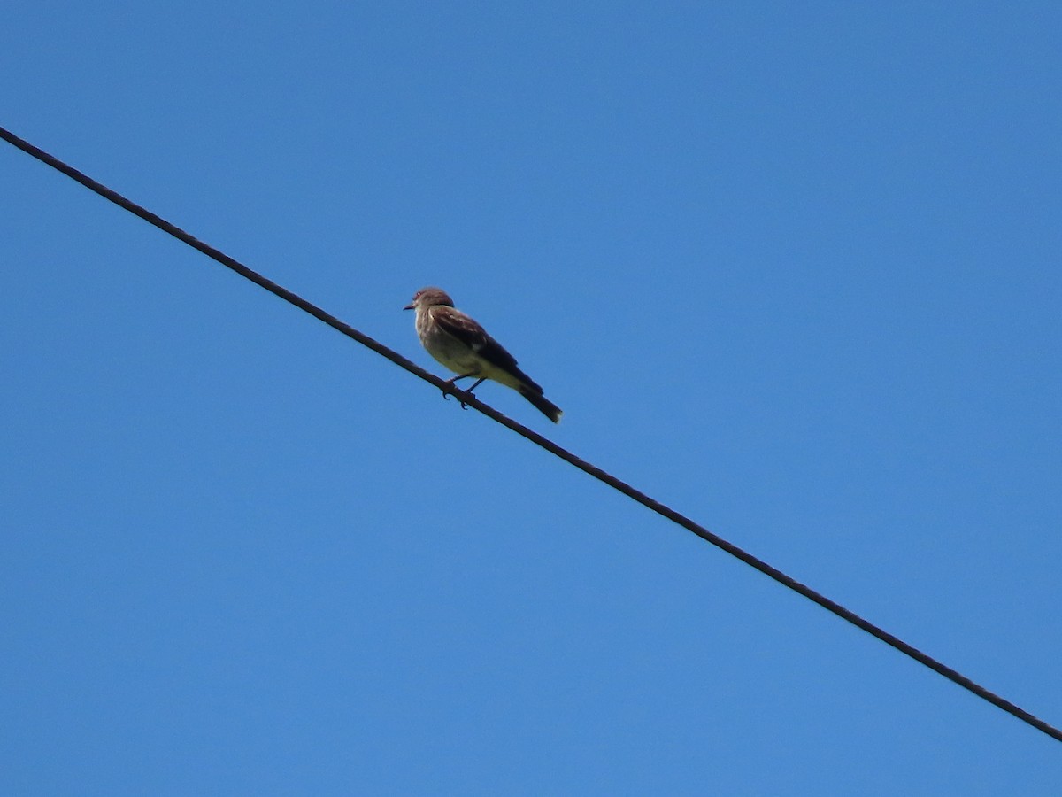 Gray Monjita - ML646521115