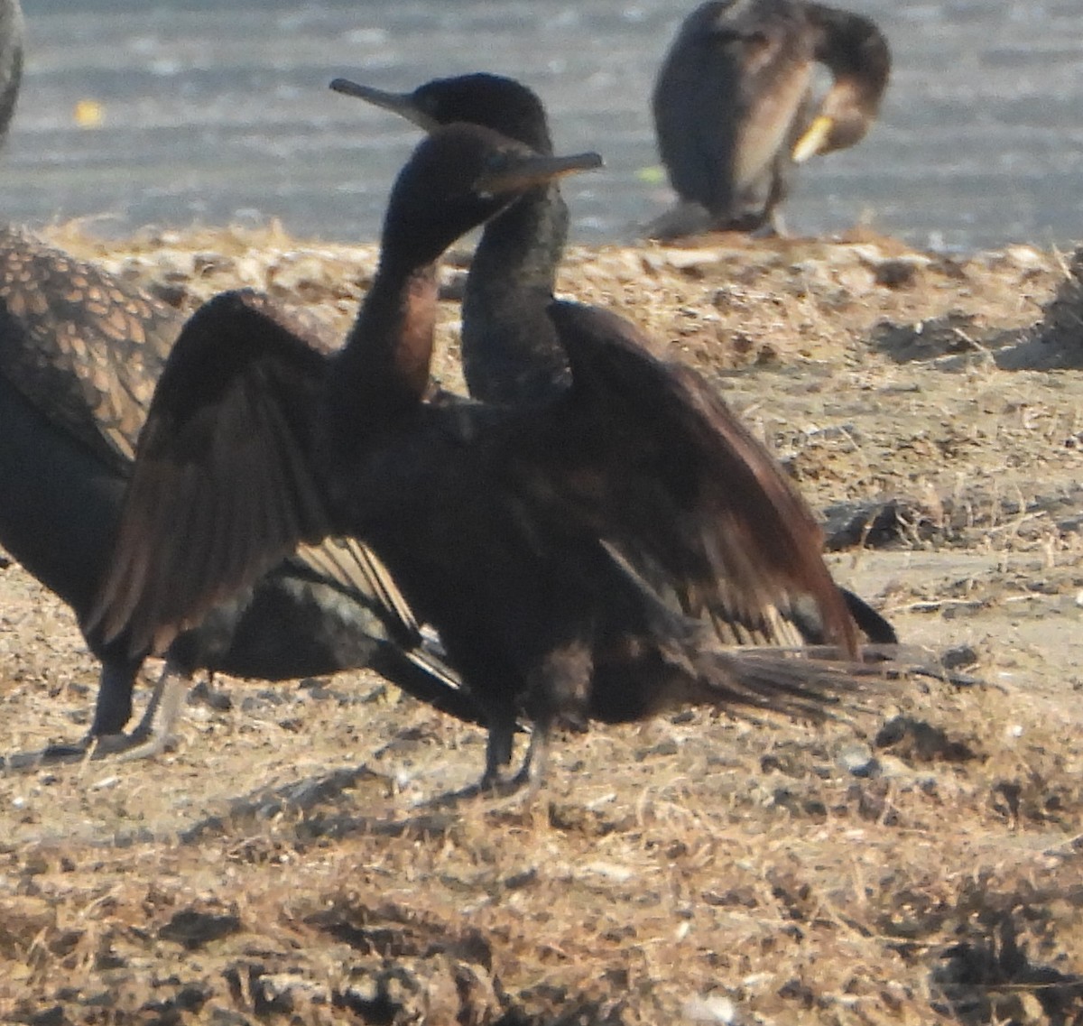 Баклан індійський - ML646521116