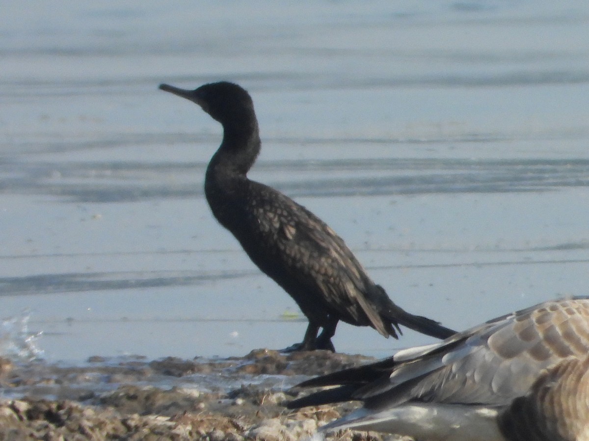 Баклан індійський - ML646521117