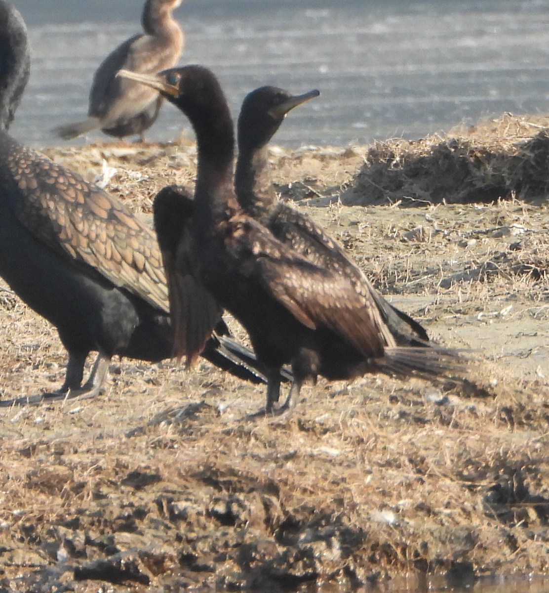 Баклан індійський - ML646521118