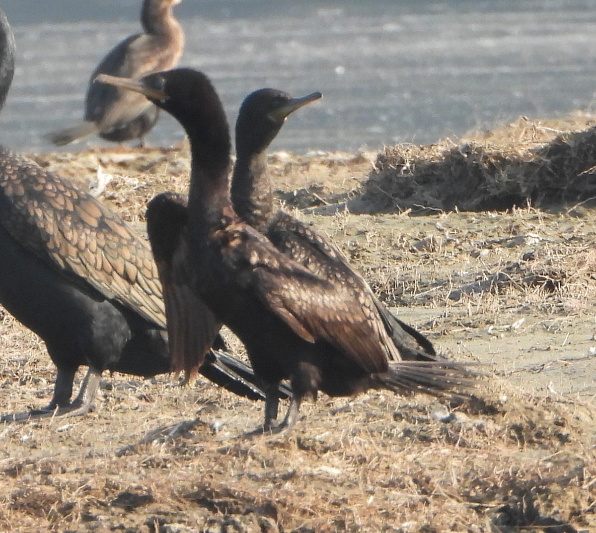 Баклан індійський - ML646521119