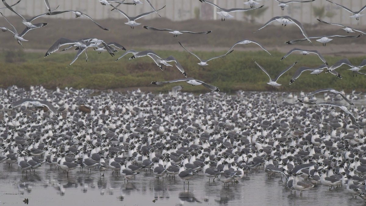 Franklin antxeta - ML646521120