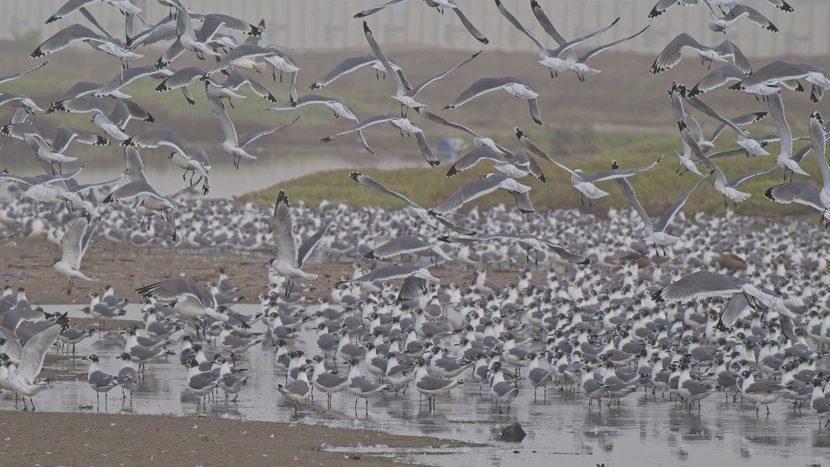 Franklin antxeta - ML646521121