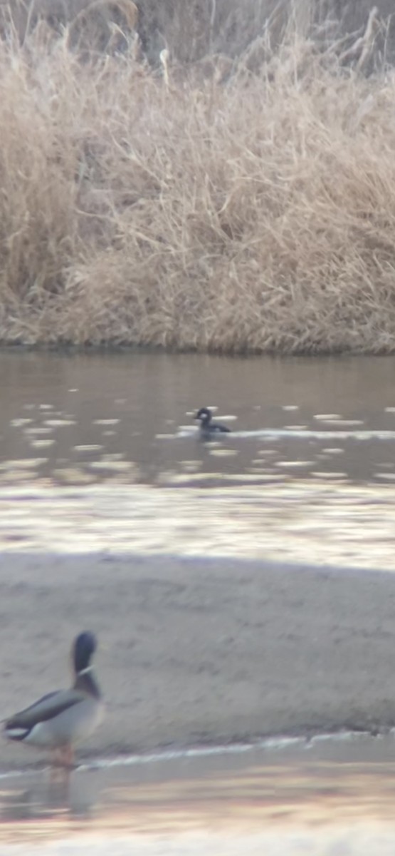 Murgilari urrebegia - ML646521123