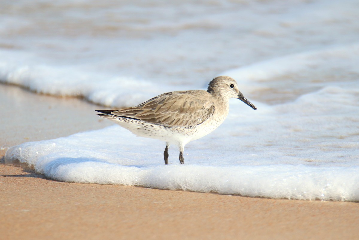 Txirri alaskarra - ML646521124