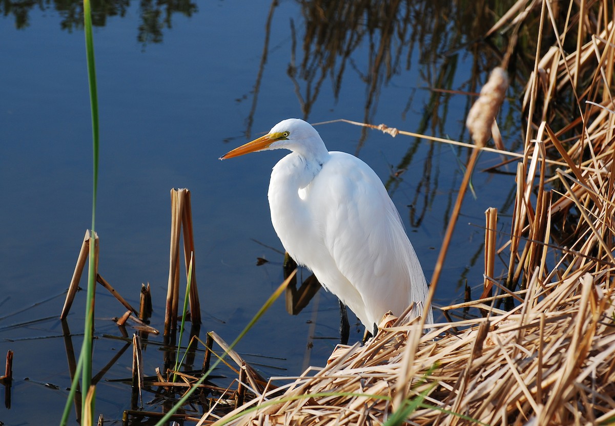 Koartza zuria - ML646521125