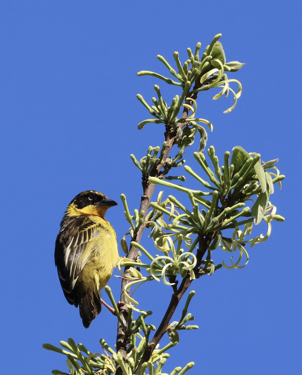 Baglafecht Weaver - ML646521126