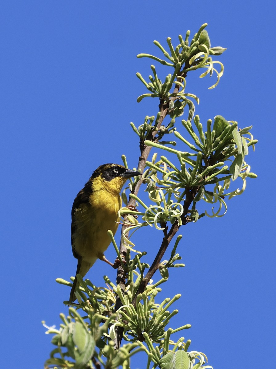 Baglafecht Weaver - ML646521127