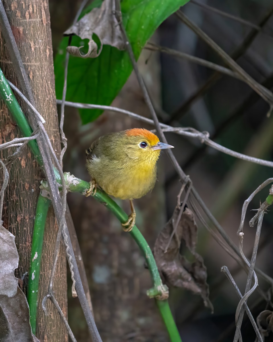 Rufous-capped Babbler - ML646521128