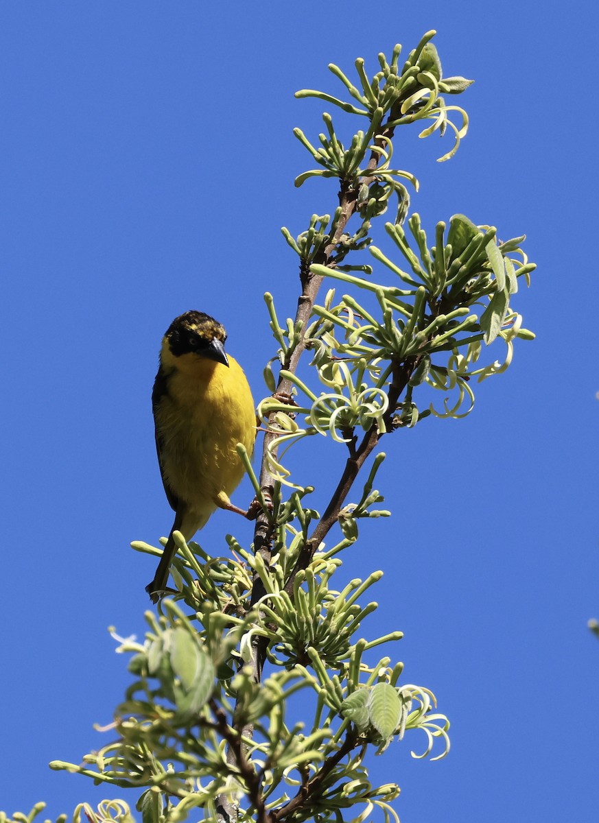 Baglafecht Weaver - ML646521129
