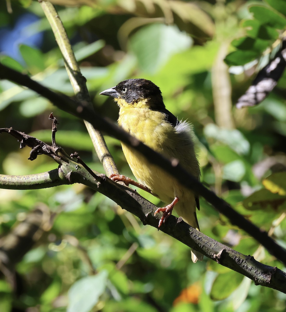 Baglafecht Weaver - ML646521130