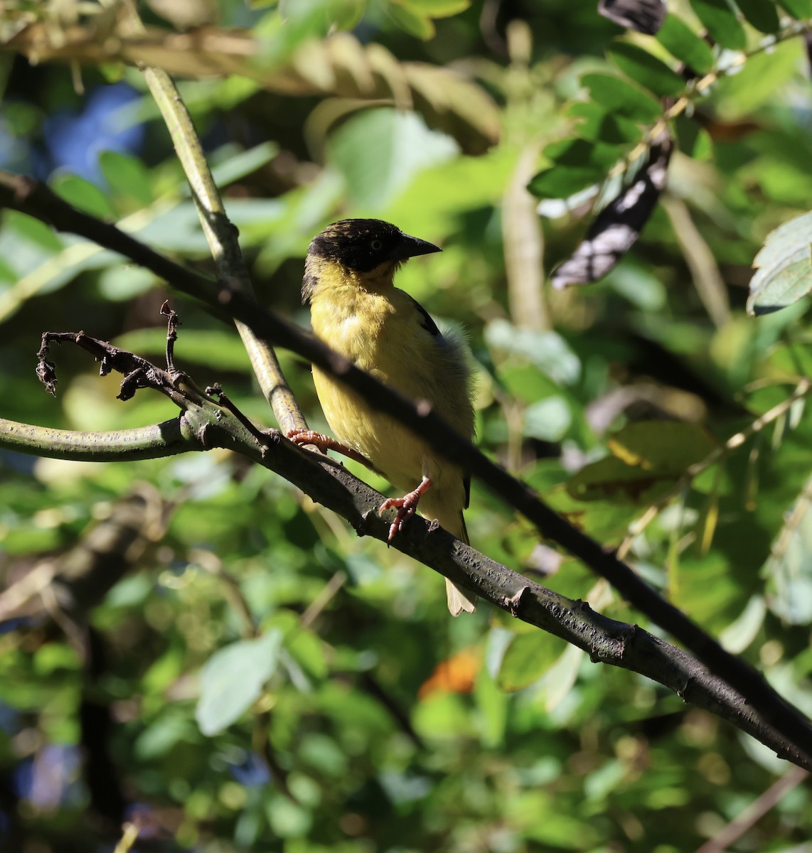 Baglafecht Weaver - ML646521131