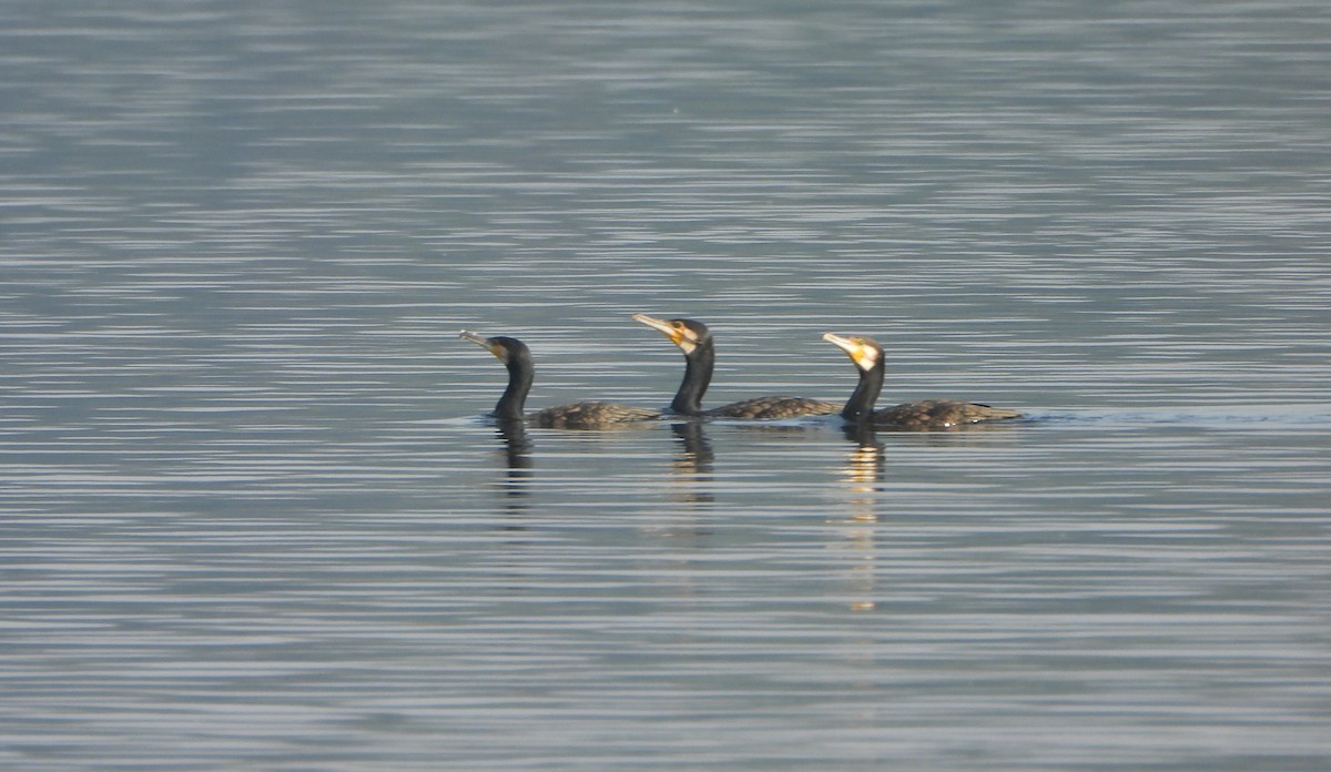 Cormorán Grande - ML646521132