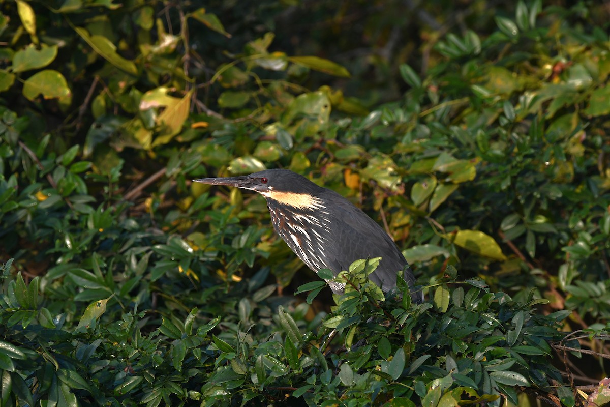 Amiltxori txiki beltza - ML646521133