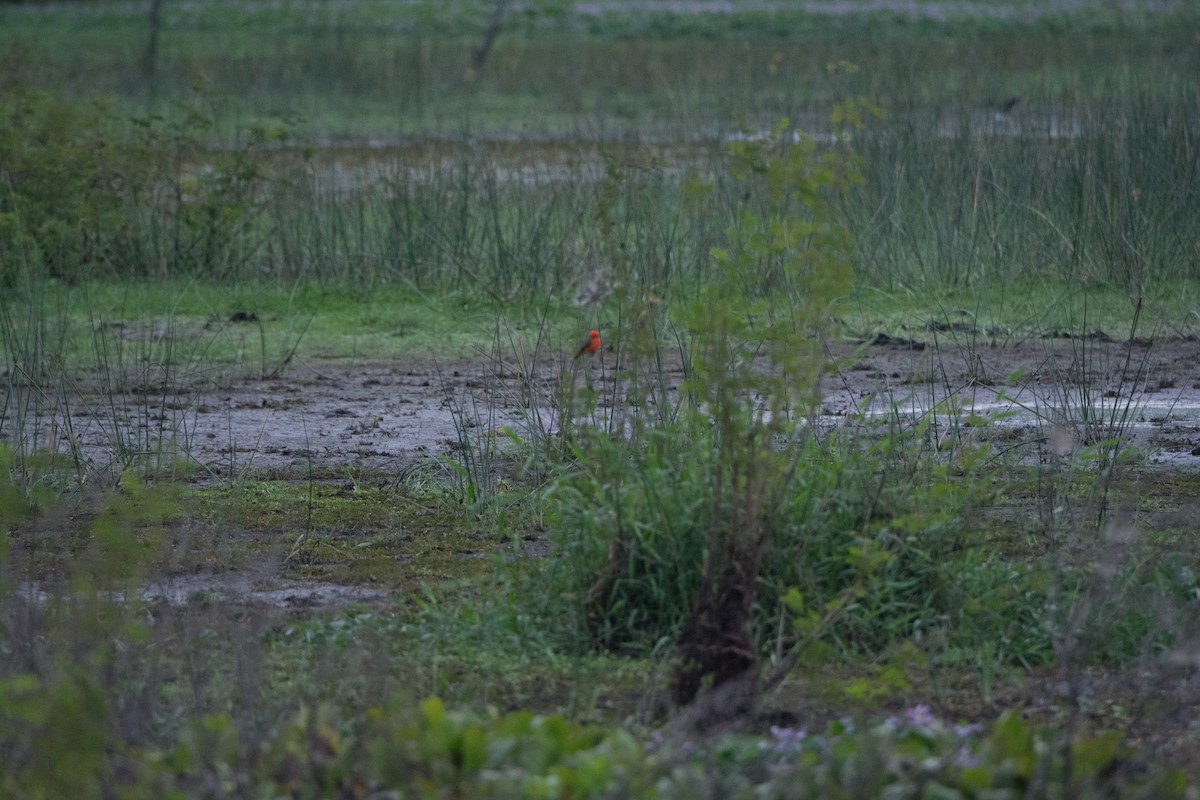 Vermilion Flycatcher - ML646521134