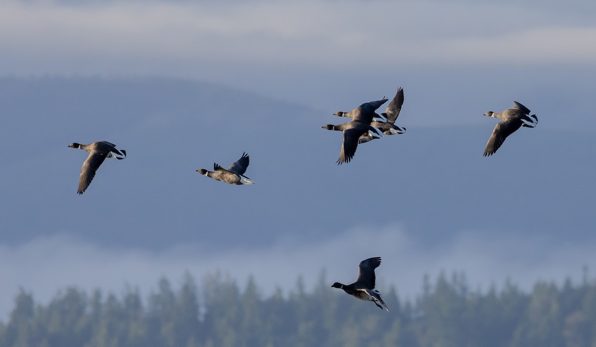 Branta musubeltza - ML646521138