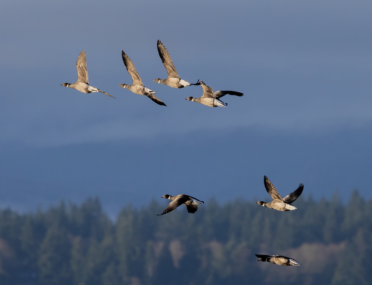 Branta musubeltza - ML646521139