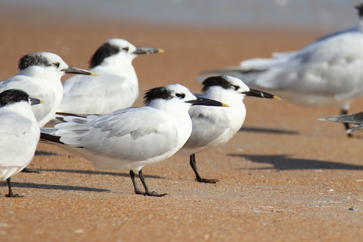 Txenada hankabeltza - ML646521140