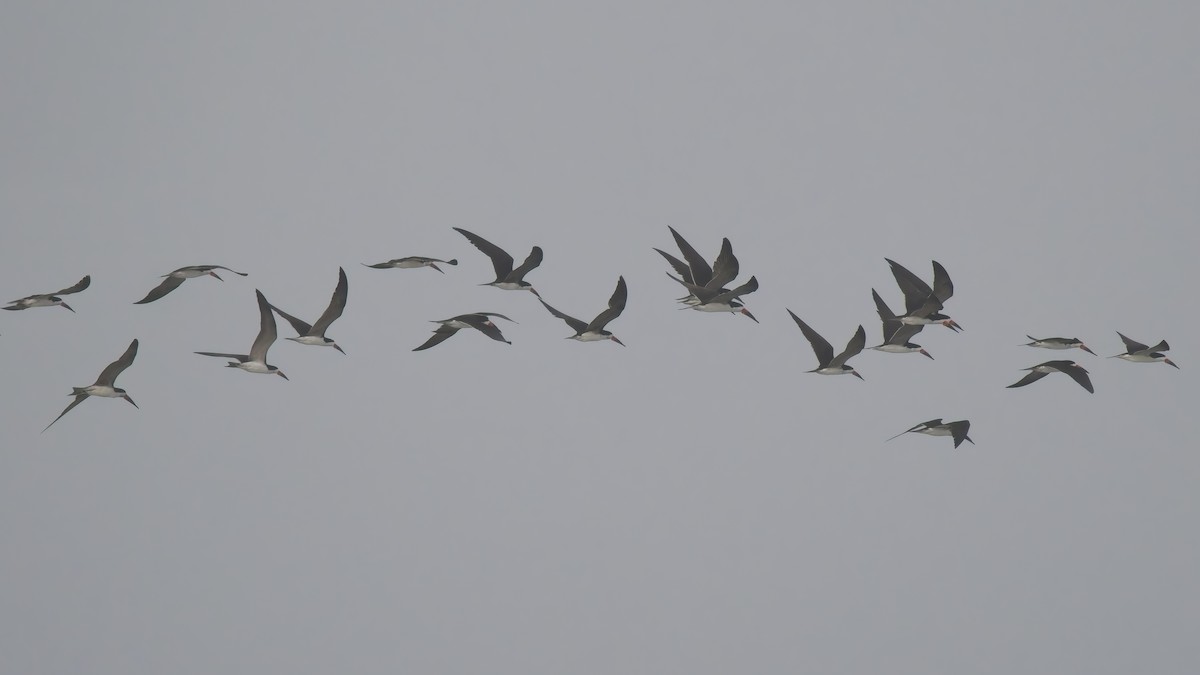 Aizturmoko amerikarra - ML646521141