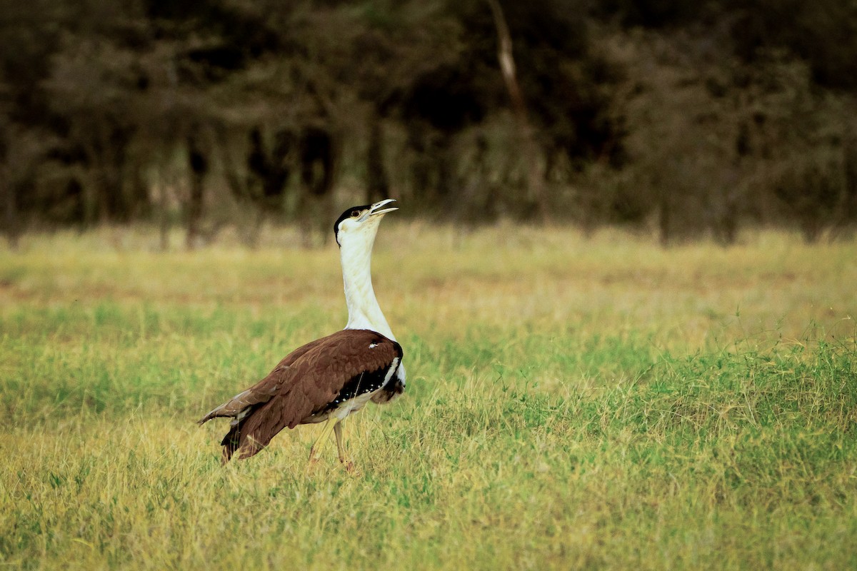 インドオオノガン - ML646521142