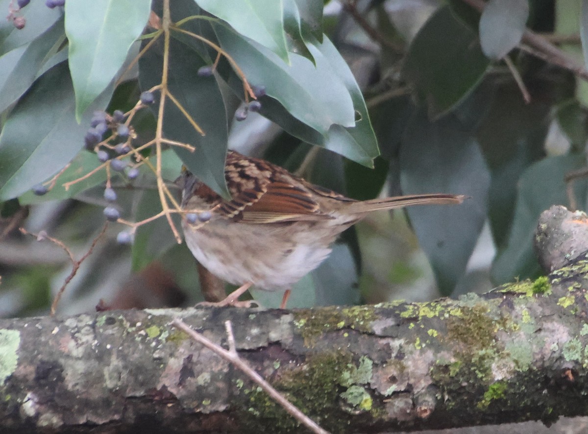 White-throated Sparrow - ML646521143