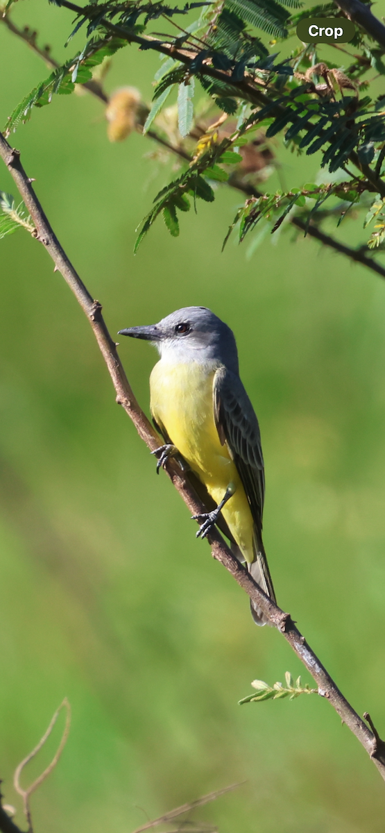 Tropical Kingbird - ML646521145