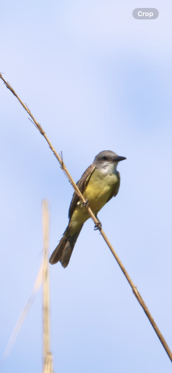 Tropical Kingbird - ML646521146