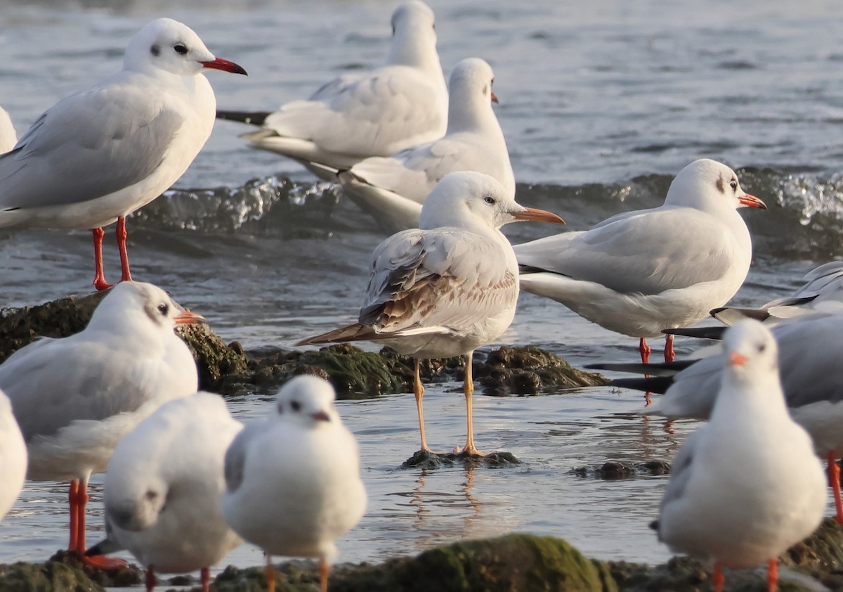 Шөвгөр цахлай - ML646521151