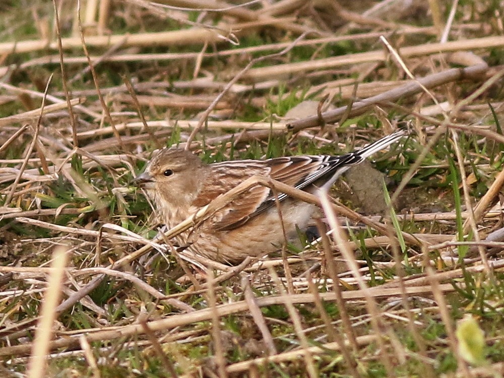 Eurasian Linnet - ML646521152