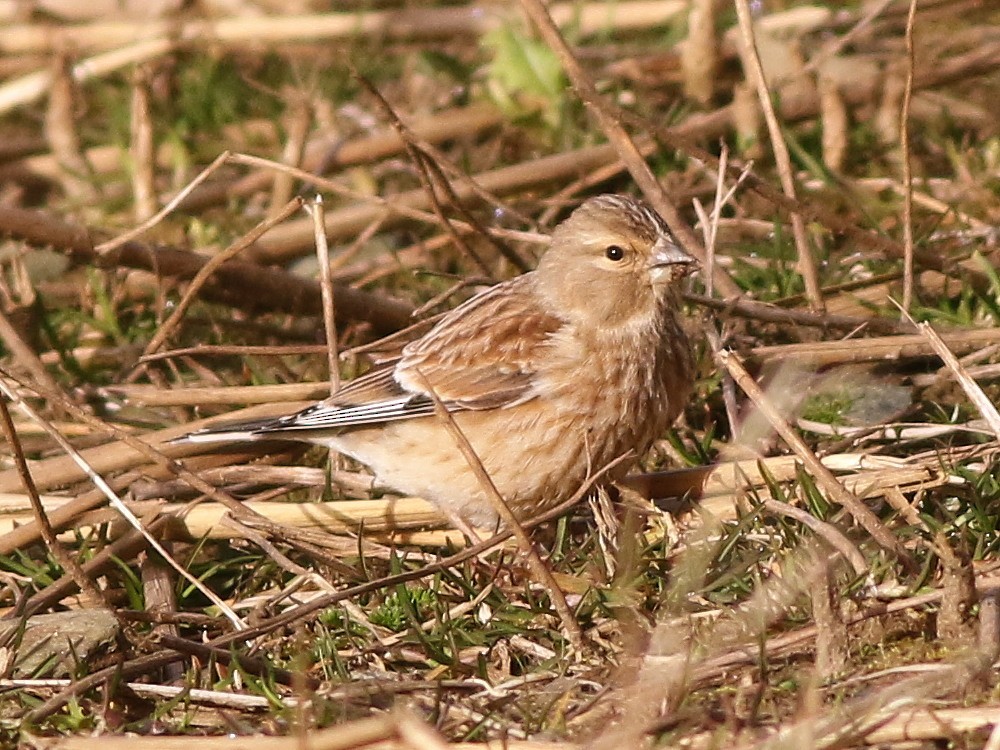 Eurasian Linnet - ML646521153