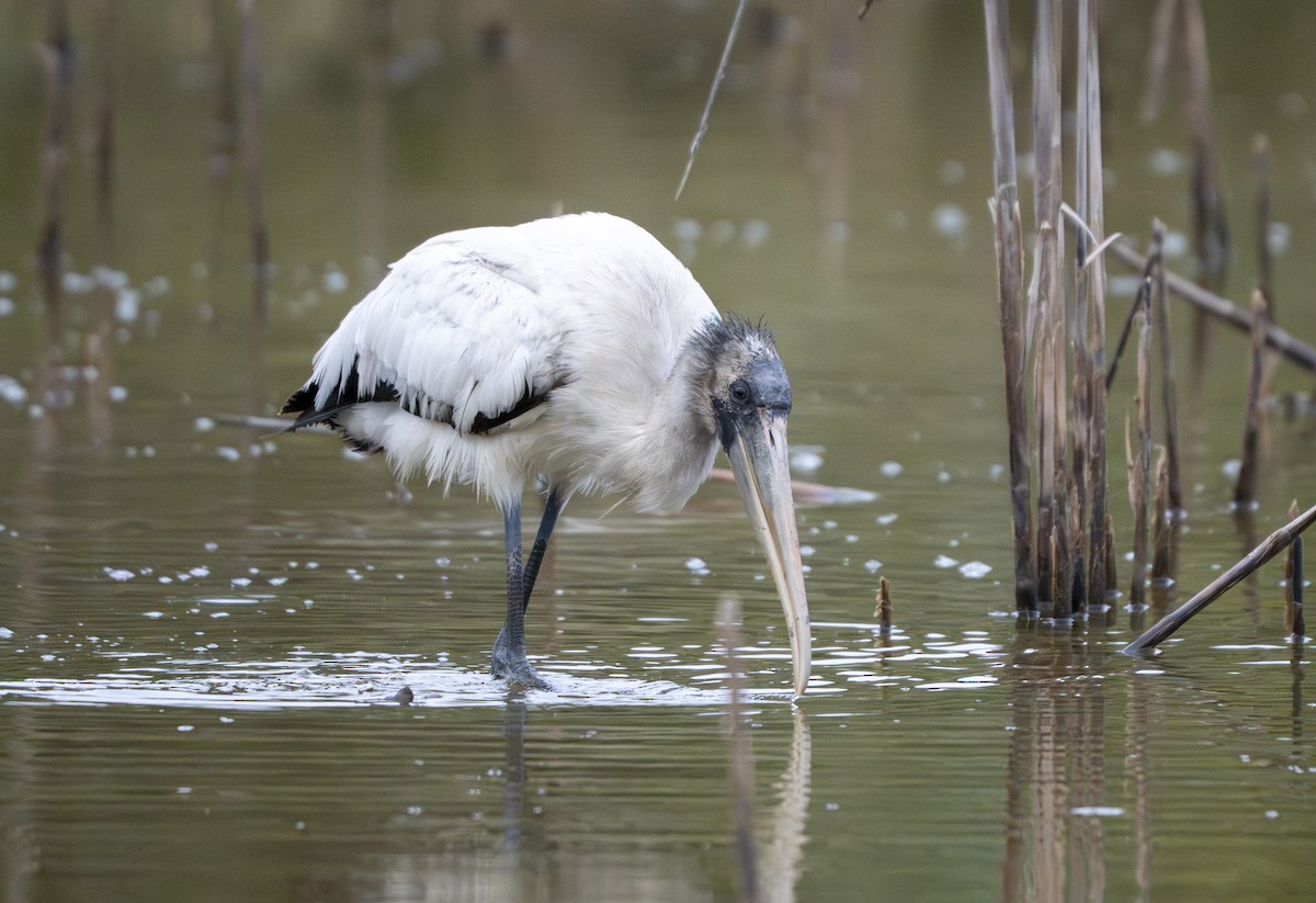 Tántalo Americano - ML646521158