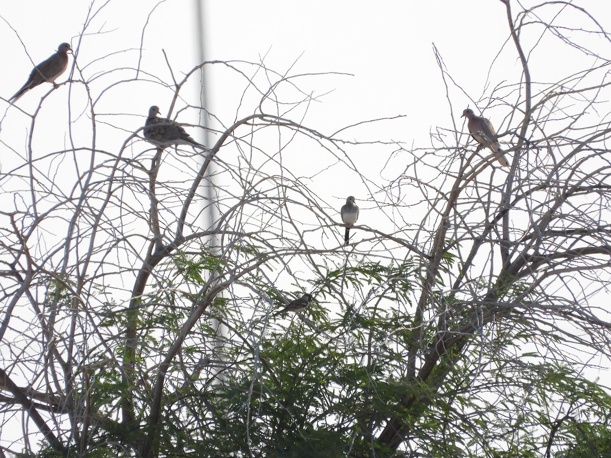 Namaqua Dove - ML646521159