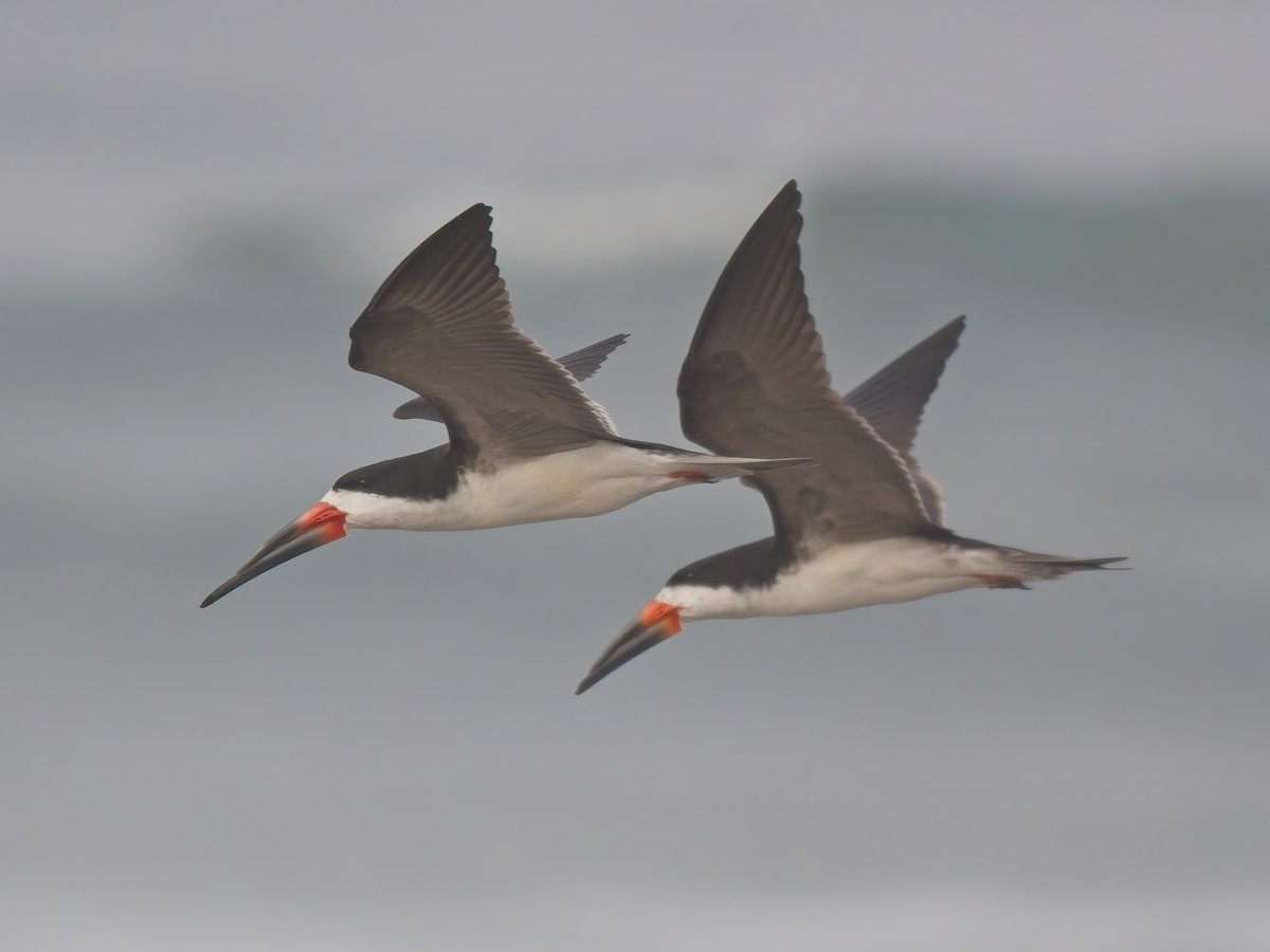 Black Skimmer - ML646521160