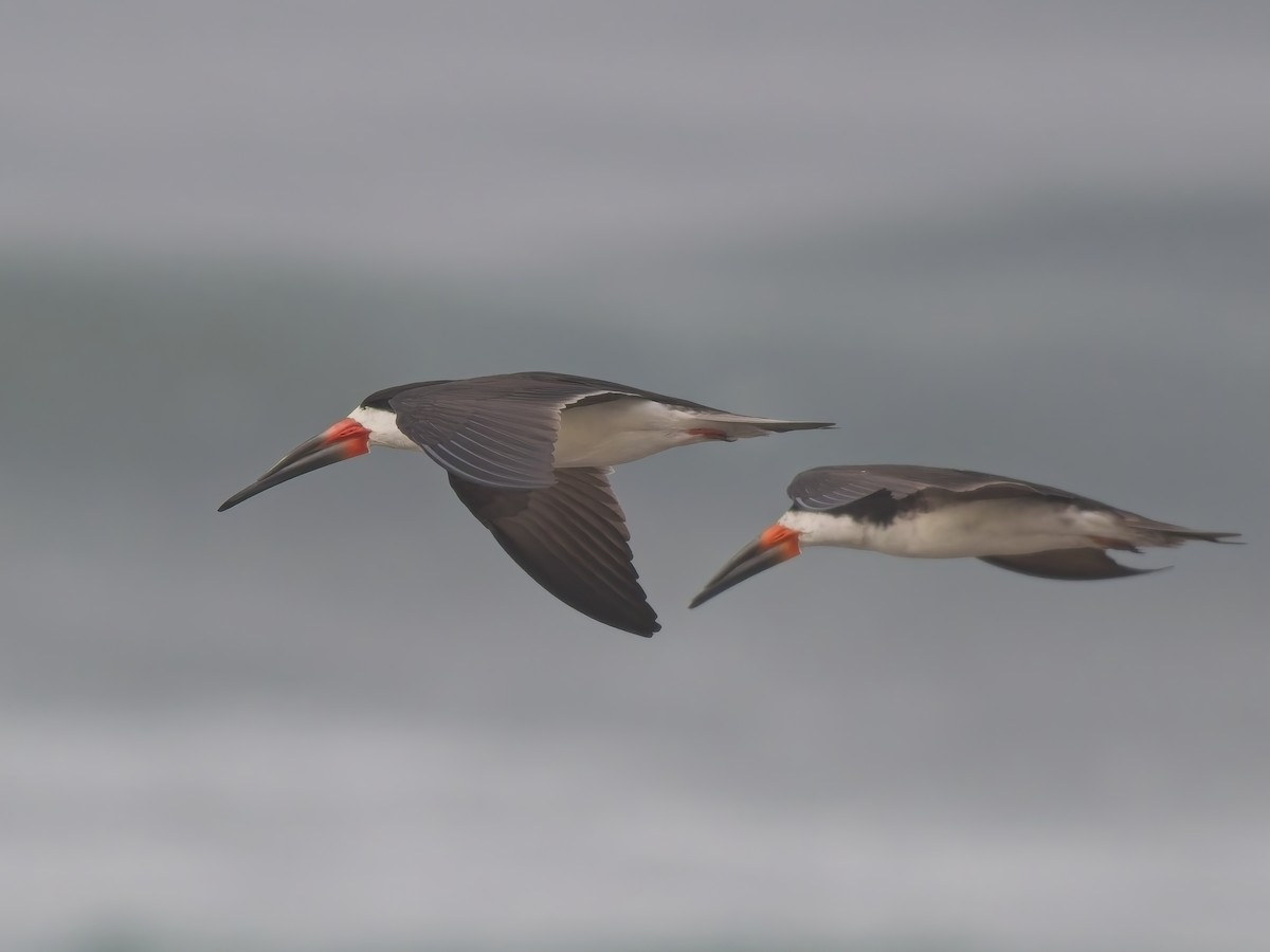 Black Skimmer - ML646521161