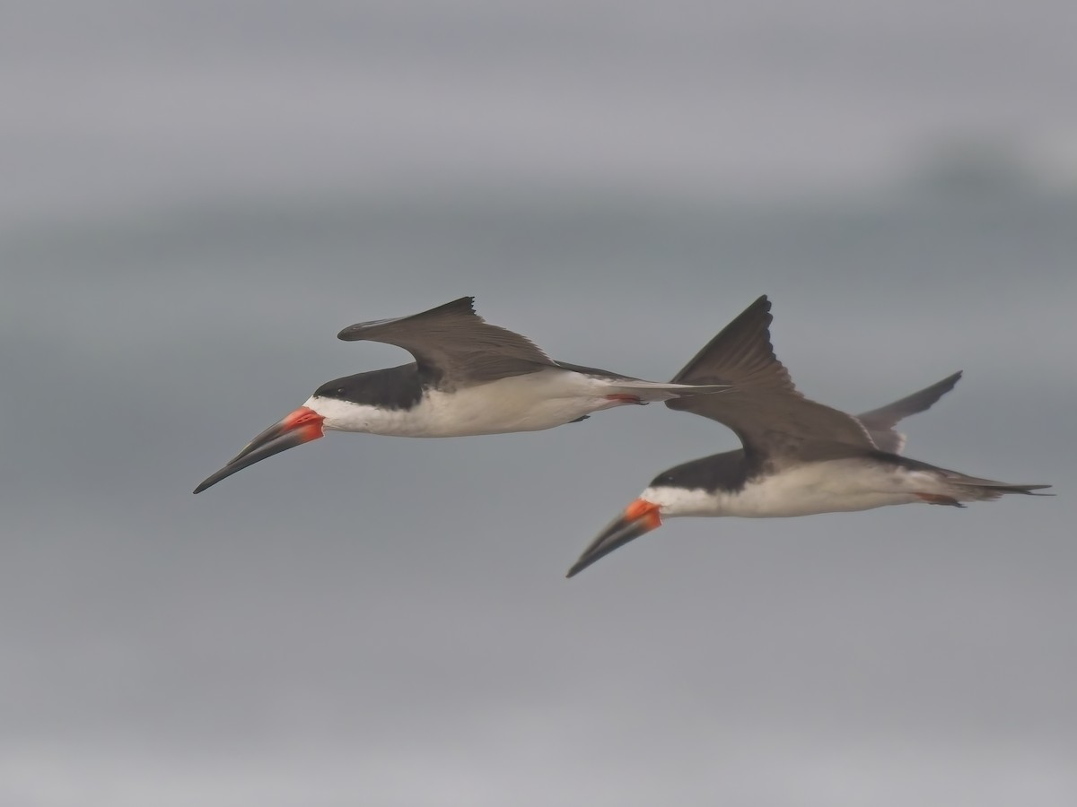Black Skimmer - ML646521162
