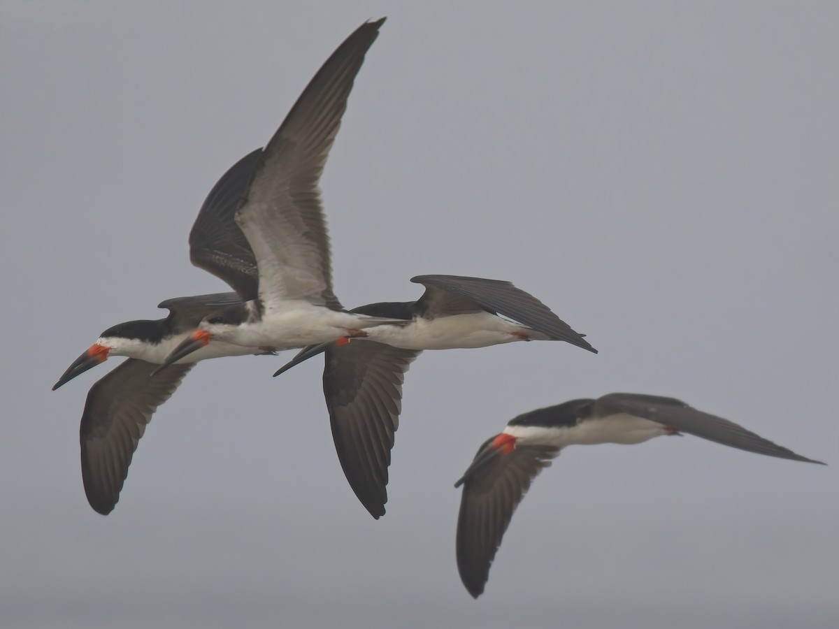 Black Skimmer - ML646521163