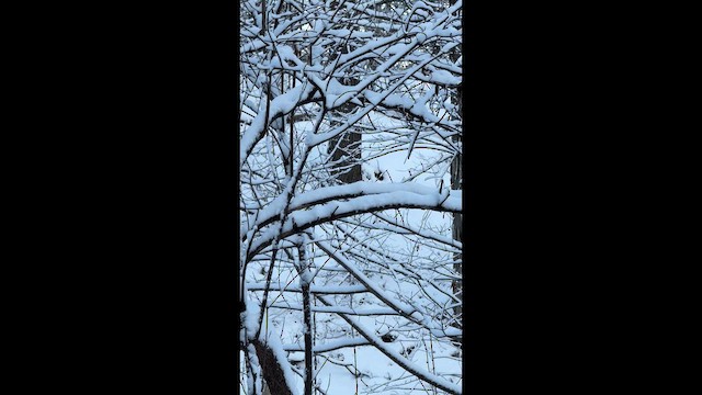 Золотомушка світлоброва - ML646521164