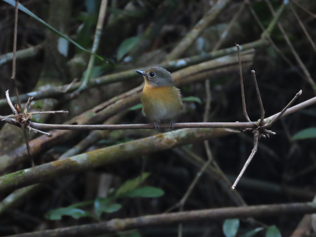 Hill Blue Flycatcher - ML646521165