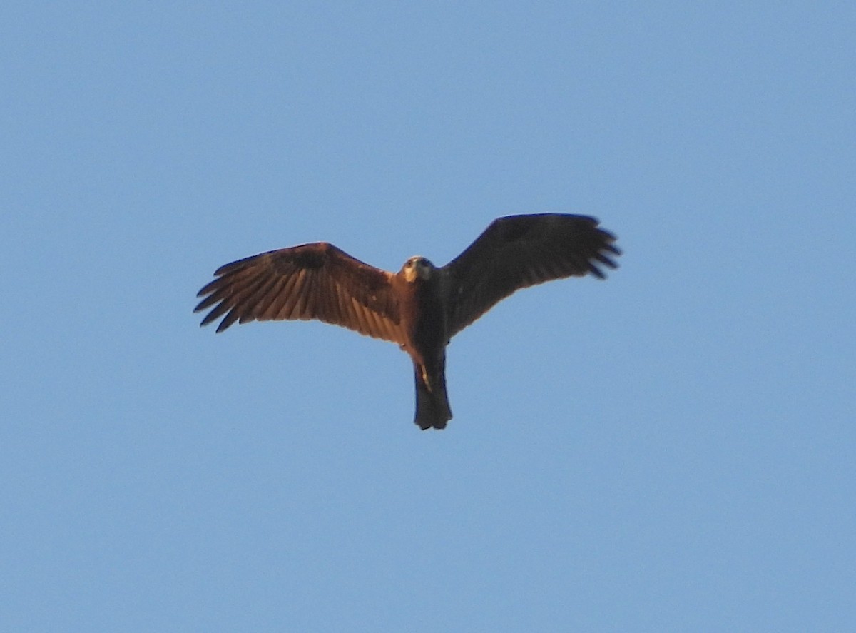 Лунь очеретяний - ML646521166