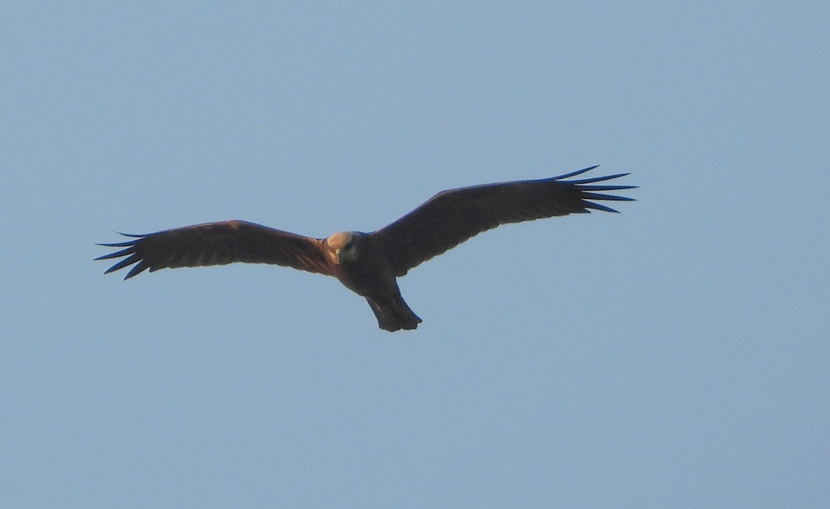 Лунь очеретяний - ML646521167