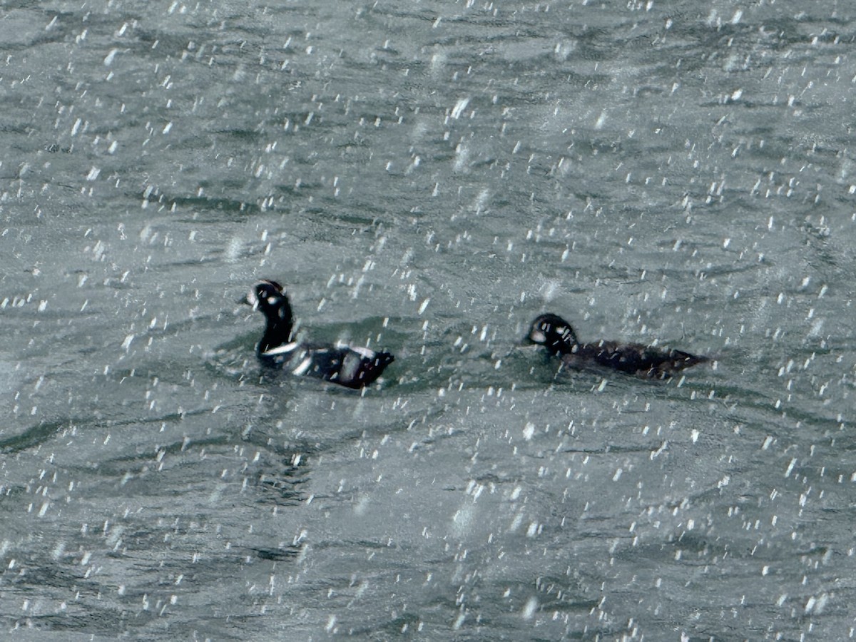 Harlequin Duck - ML646521176