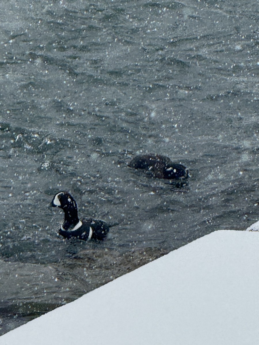 Harlequin Duck - ML646521177